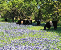 Girls in Bluebonnets 4-2019