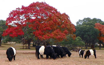 BELTED GALLOWAY CATTLE 