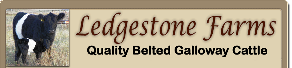 Ledgestone Farms Breeders of Quallity Galloway Cattle in Blanco TX.