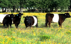 Belted Galloways