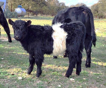 Ledgestone farms heifer