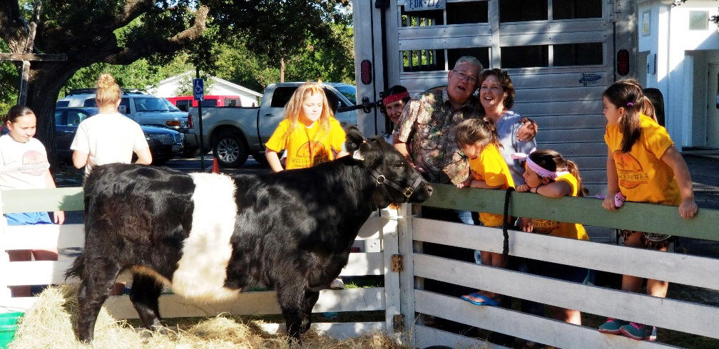 Quality Belted Galloway cattle